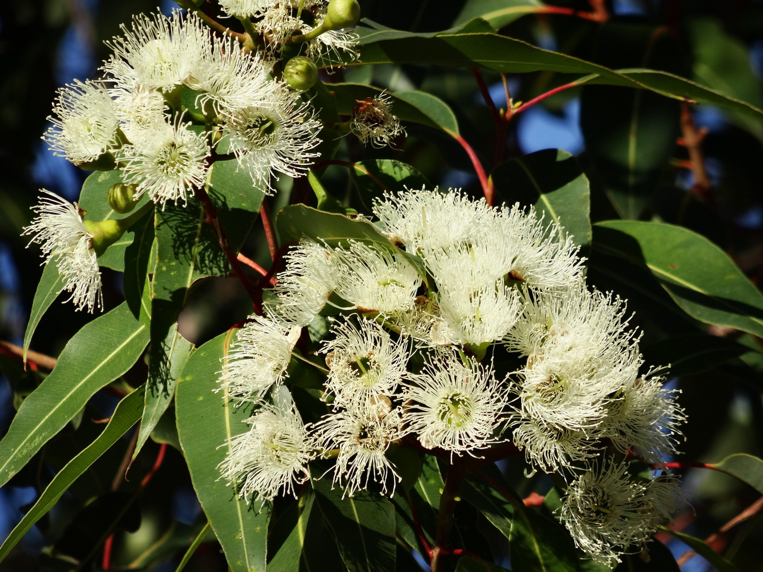 White flowers with green leaves on a tree